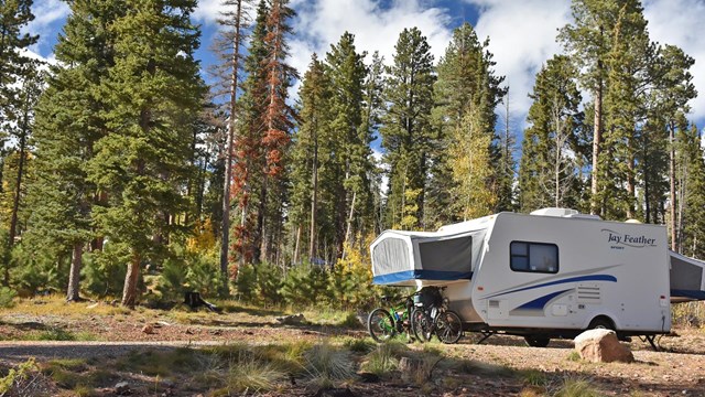 a trailer parked within a campsite with towering pine trees in the background.