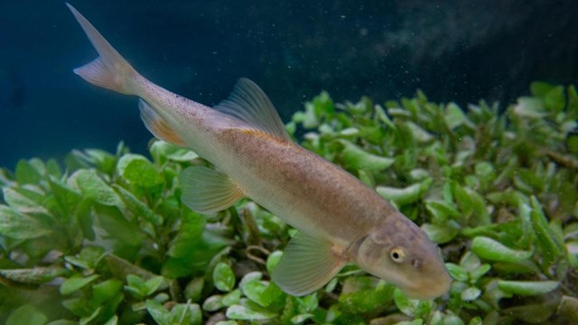 Benefits of Native Fish - Fish & Fishing (U.S. National Park Service)