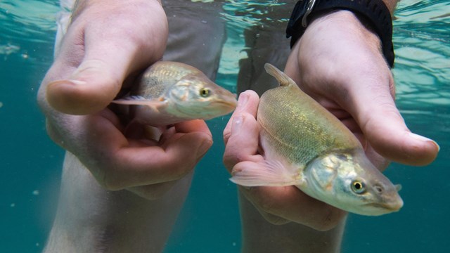 Humpback Chub Translocation to Shinumo Creek in Grand Canyon National Park