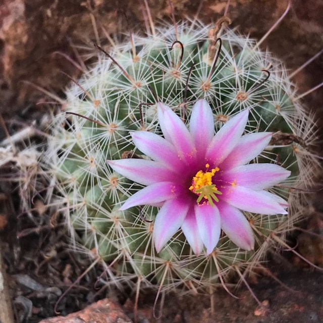 Flower with white petals and a pink center radiates on top of a prickly ball shaped cactus.