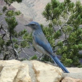 A Pinyon Jay on the rim of the canyon with the canyon behind it.