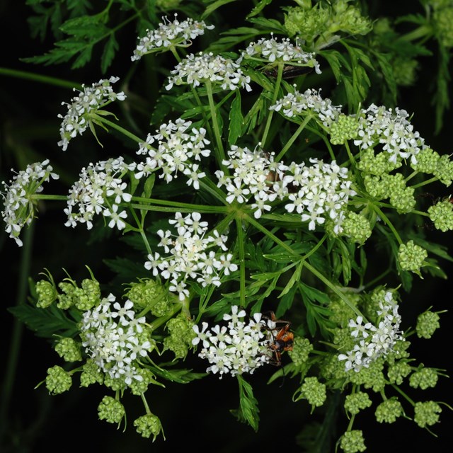 Multiple clusters of tiny white flowers radiate from the center point on green stems.