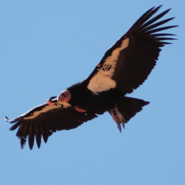 A large black bird with white under shoulder patched flying against a blue sky.
