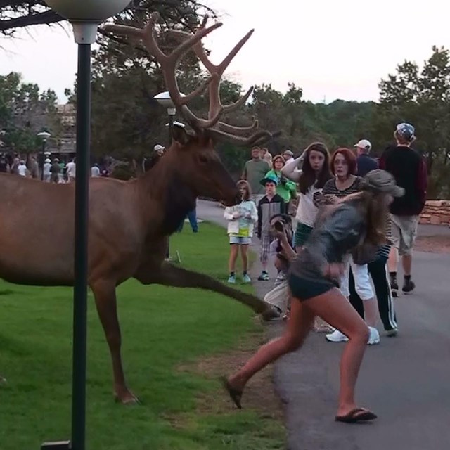 Wildlife Grand Canyon National Park U S National Park Service