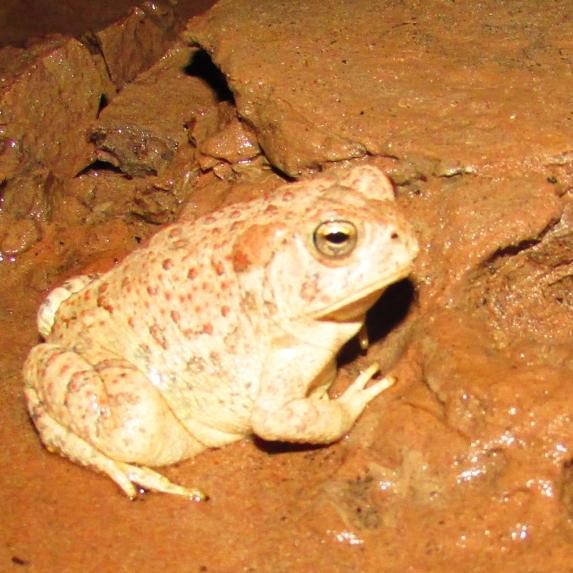 A toad with red spots sits in the mud.