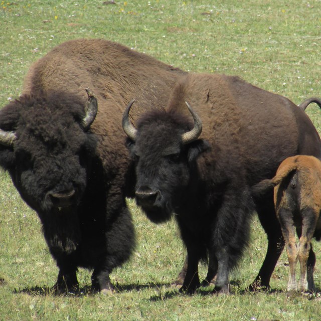 A bull, a cow, and a calf bison standing side by side. 