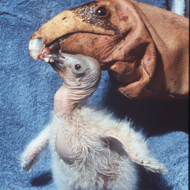 A human hand covered with a glove that looks like a condor head feeds a captive raised chick.