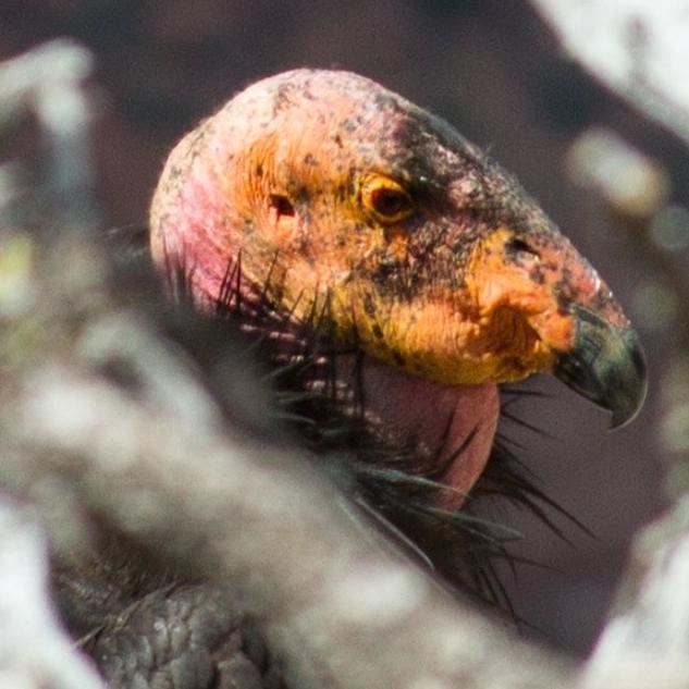 The bald head of a California condor just visible among the dead branches of a tree.
