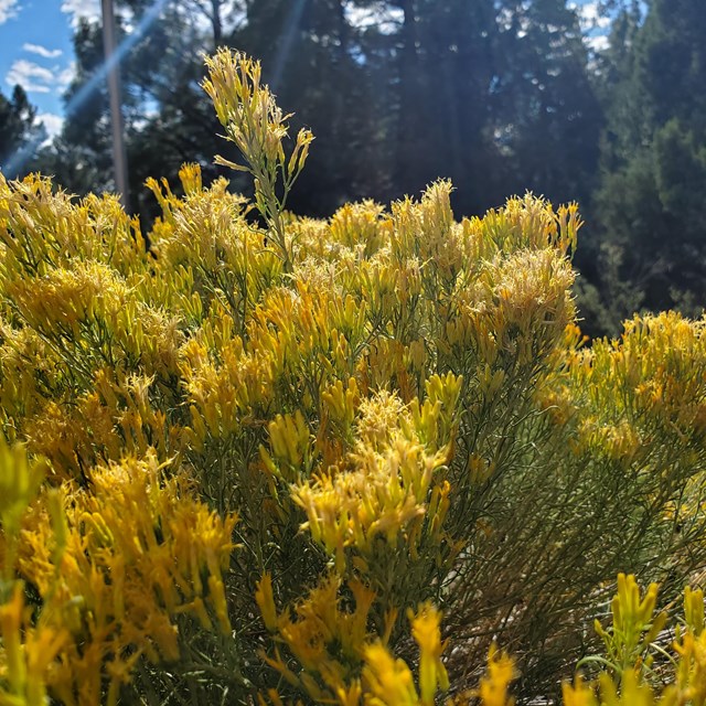 Fluffy yellow flowers point upward off of light green branches.