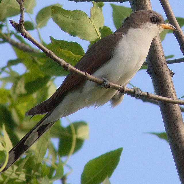 A bird on a branch facing the viewer with a white breast and dark plumage and a yellow billl.