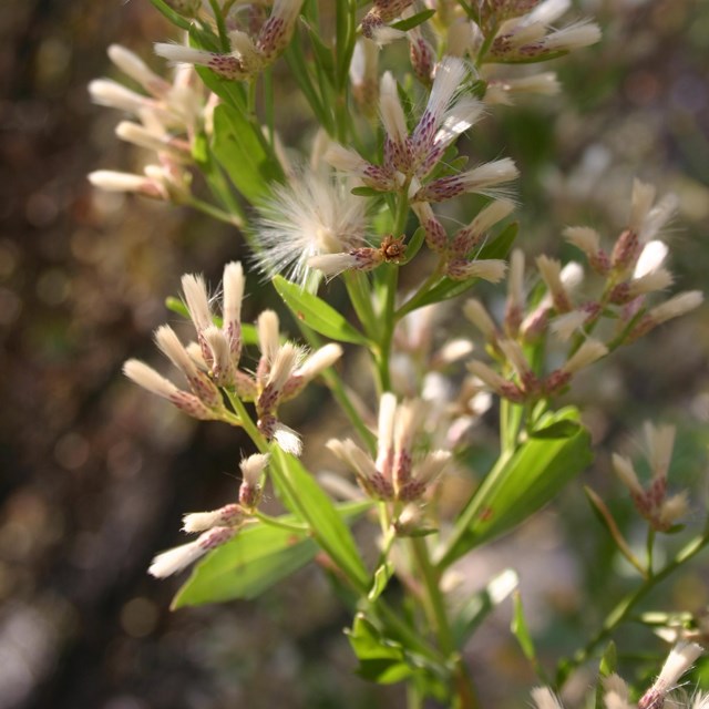 Scalloped edges on green leaves surround pink flowers with white fluffy seeds.