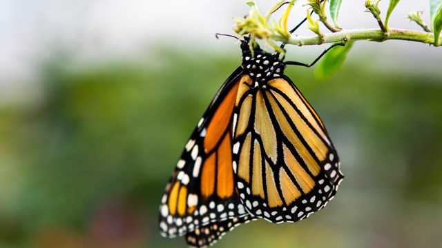 A bright orange and black monarch butterfly clings to a yellow flower and sips nectar..