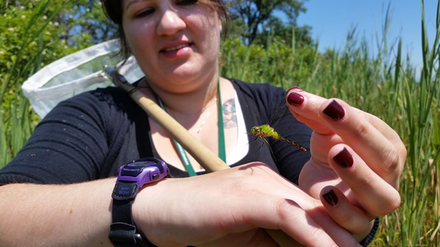 A student intern collects and identifies dragonflies to help complete a inventory of dragonflies.