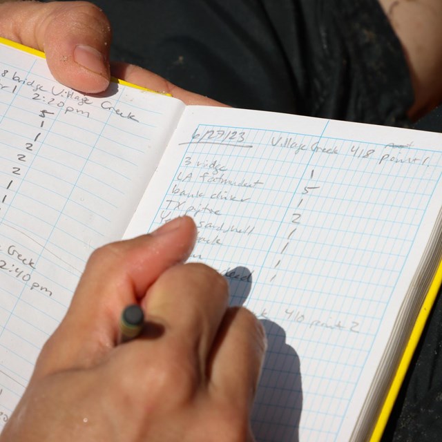 A researcher records the number of mussels observed at a site along Village Creek.