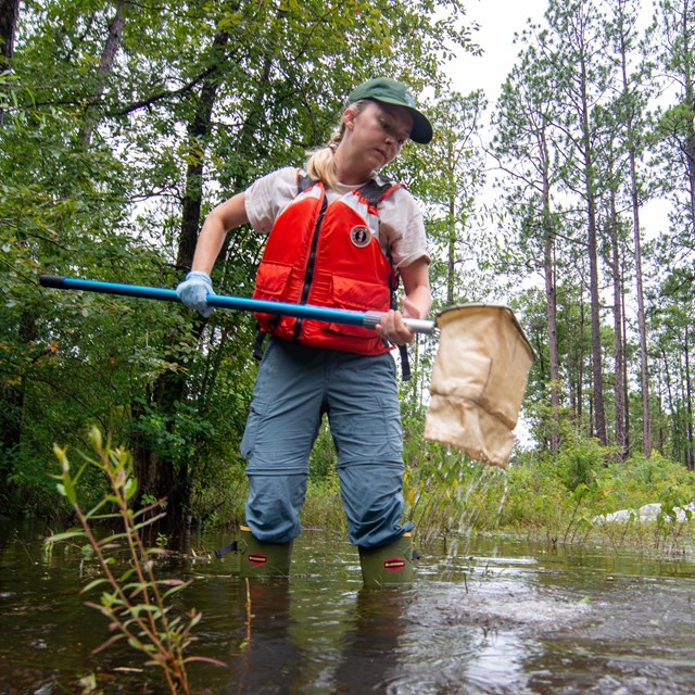 A scientist using a dip net in a pond to collect dragonfly larvae for further study on water quality