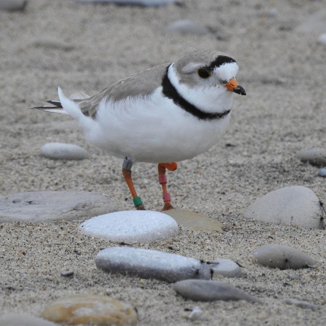 A small white and black bird on a beach