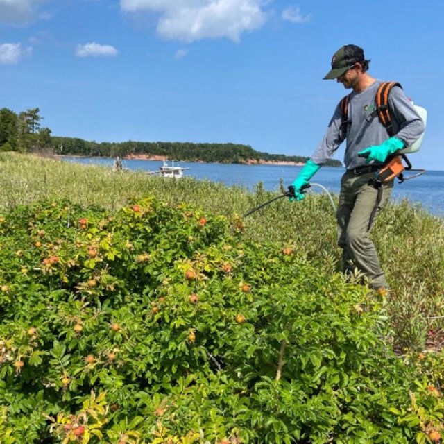 Man with backpack sprayer treating invasive rose plant