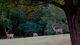 picture of the forest in Greenbelt Park