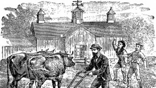 Farm Life
