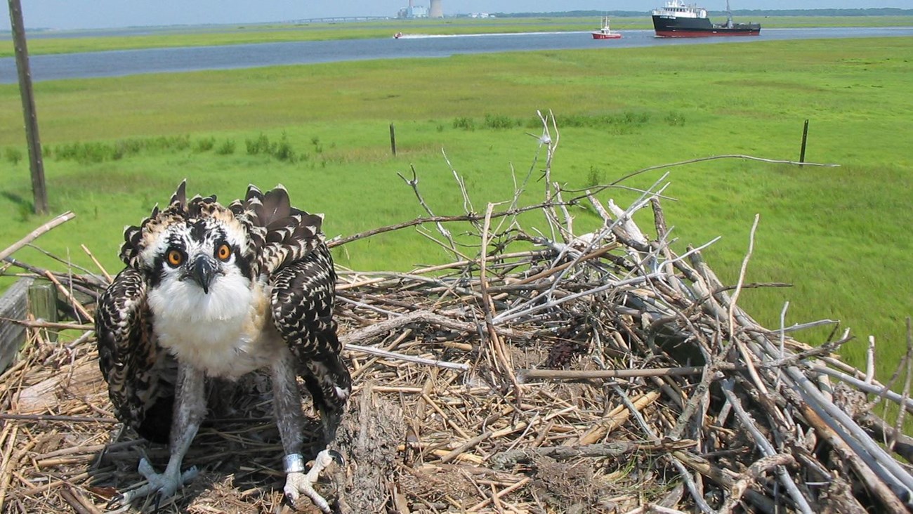 An osprey perches in its nest.