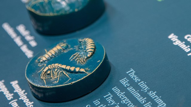 A tactile relief of plants and animals on a museum information panel.