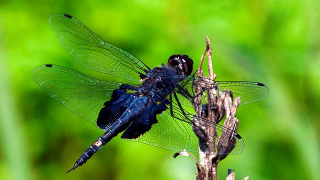 A blue and black dragonfly on a brown plant's stem. 