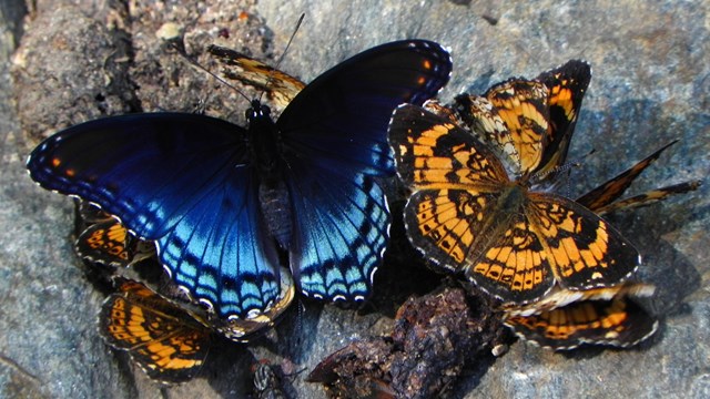 A collection of vibrant butterflies on grey rock.