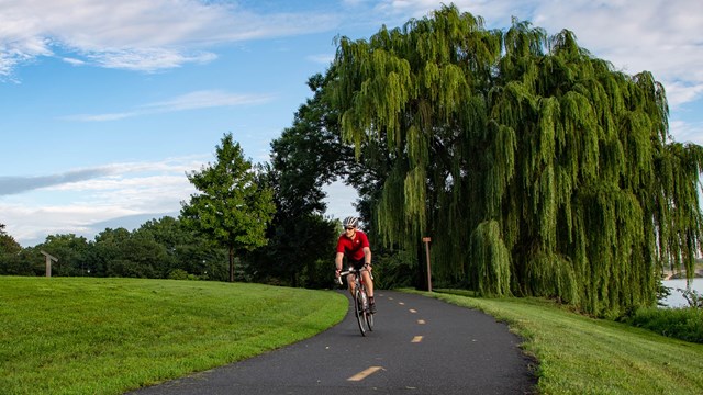 Bicyclist riding on a paved trail in front of a Willow Tree. 
