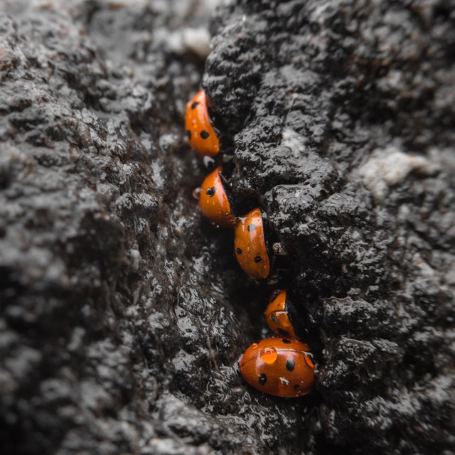 5 lady beetles in a crack between two dark gray rocks.