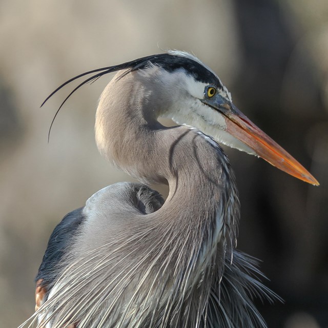 A headshot of a great blue heron.