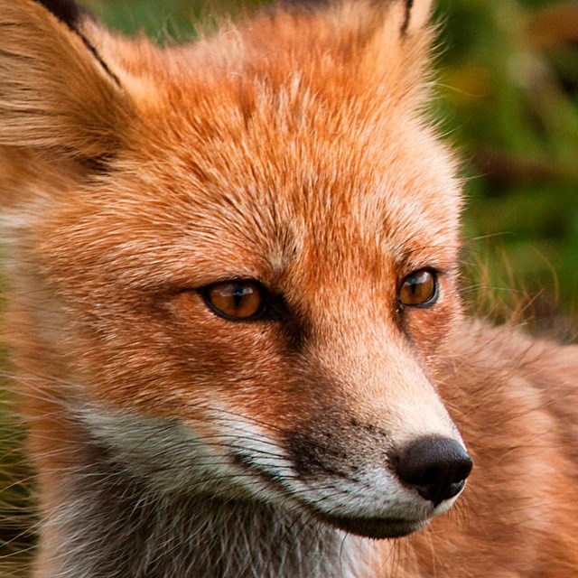 A close up of a red fox, looking to the right.