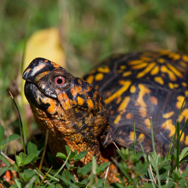 An eastern box turtle, red eyes, black with yellow splashes all over. 
