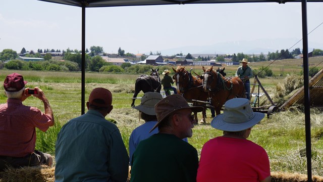 Visitors sitting in shade, facing horse drawn haying demonstration.