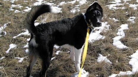 Black and white German Shepard cross on a leash in a native grass field with spotty snow.