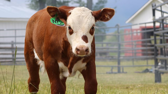 Hereford calf running toward camera, head down, camera looking up at him