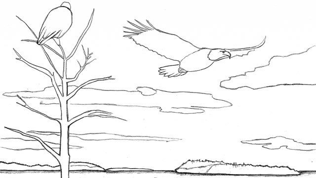 Line drawing of two eagles - one perched and one flying over a bay.
