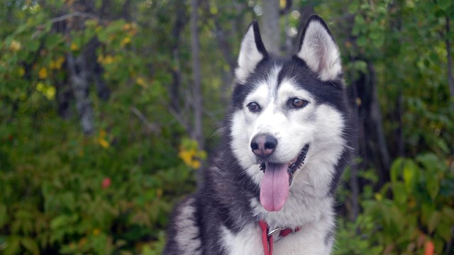 A leashed black and white dog, standing in a forest.
