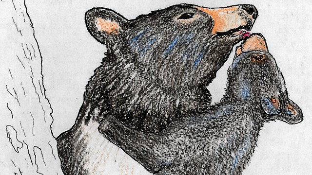 A crayon-colored line drawing of a black bear mother holding a cub.