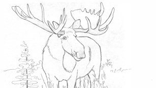 Line drawing of a moose standing in vegetation, title mooz (moose).