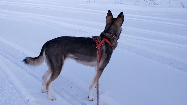 A leashed dog in a red harness, standing on snow.
