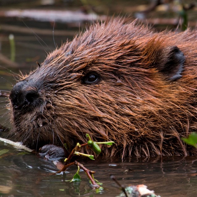 close up view of a beaver holding a branch, swimming in a pond.
