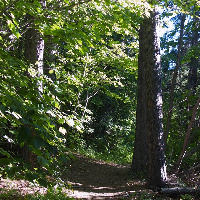 Large, broadleaf trees lining a dirt path in a forest.