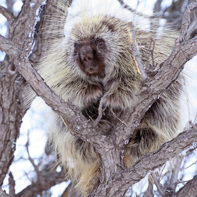 Porcupine, a quilled, brown animal, in bare tree branches.