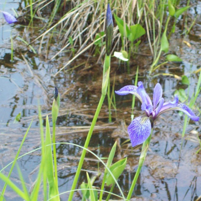 A lilac colored wild iris growing in a marshy pond.