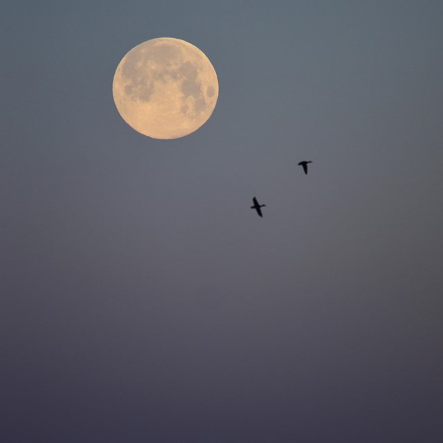 A full moon with a pair of flying birds in a dawn sky.