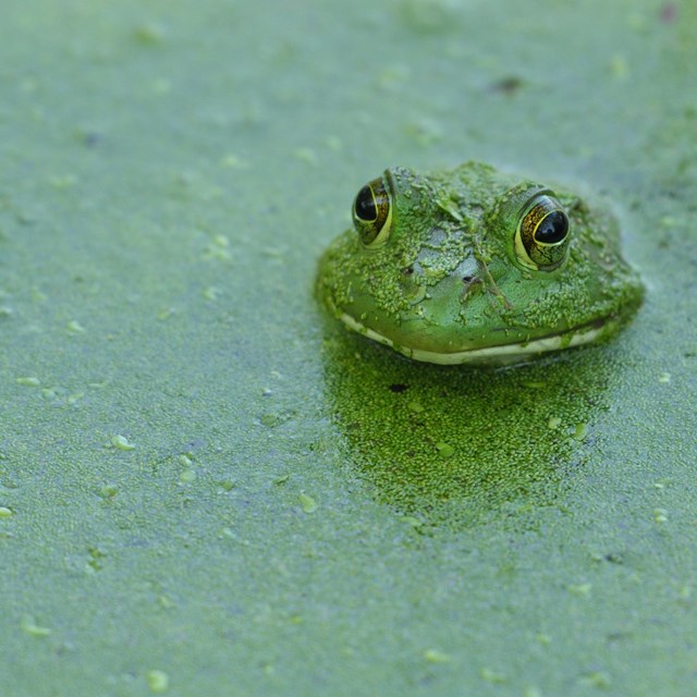 A frog pokes its head up from water green with algae.