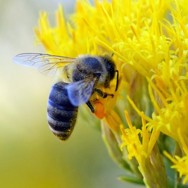 Bee hovers next to a yellow flower.