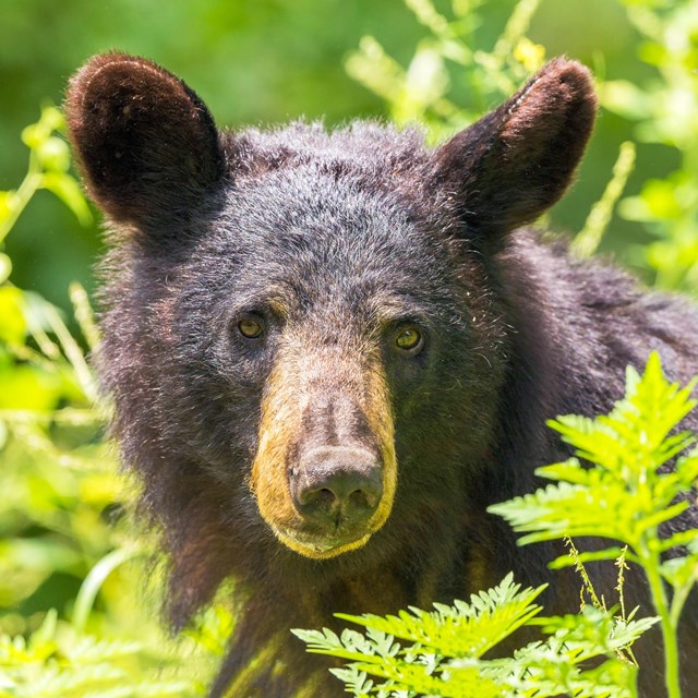 A bear's head and shoulders show above green plants.