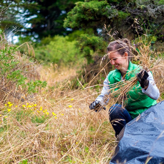 A person crouches in grassy area and puts pulled invasive plants in a bag.