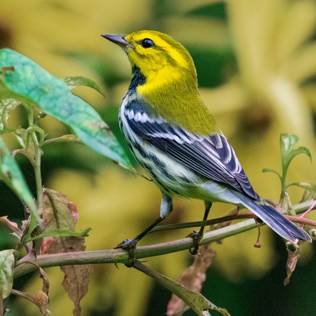 A black and white bird with a yellow head, perched on a branch.